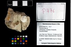 Foto (Objekt + Etikett) von Goniodromites sp.  (NHMW-GEO-2014-0194-0776)